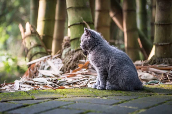 O gatinho no parque ao ar livre — Fotografia de Stock