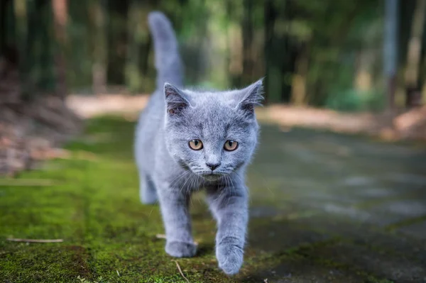 The kitten in the outdoor park — Stock Photo, Image