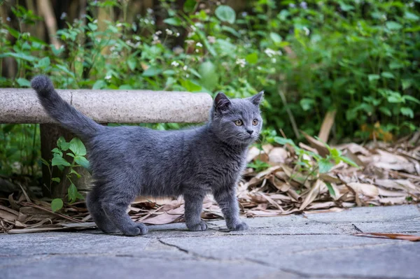 A cica a kültéri parkban — Stock Fotó