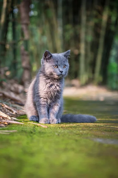 The kitten in the outdoor park — Stock Photo, Image