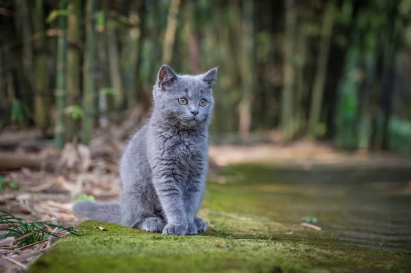 O gatinho no parque ao ar livre — Fotografia de Stock