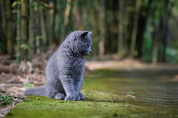 The kitten in the outdoor park — Stock Photo, Image