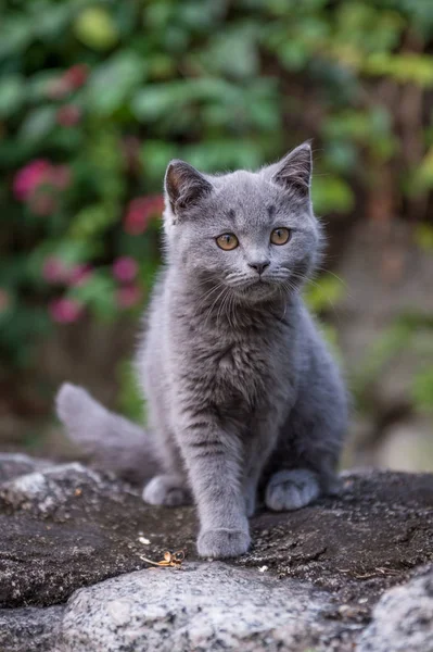 屋外の公園の子猫 — ストック写真