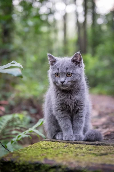 Das Kätzchen im Outdoor Park — Stockfoto