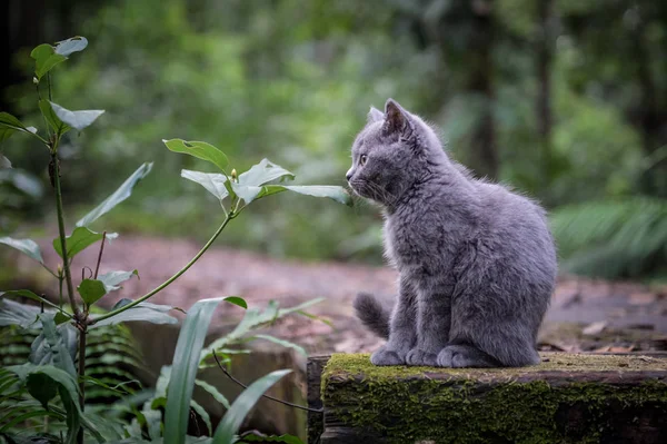 Kattungen i parken utomhus — Stockfoto