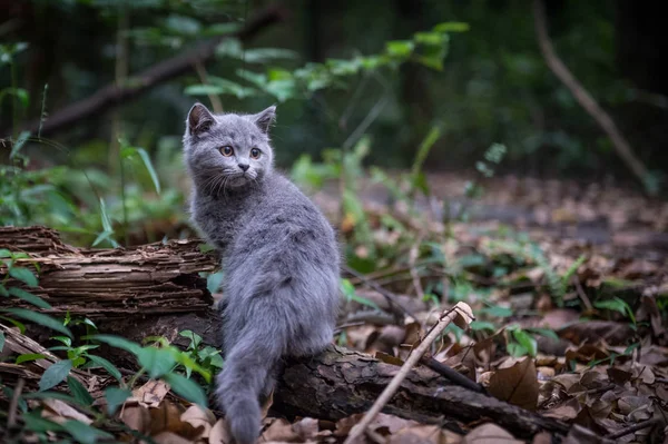 El gato en la selva — Foto de Stock