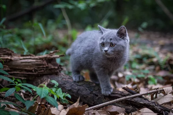 Η γάτα στη ζούγκλα — Φωτογραφία Αρχείου