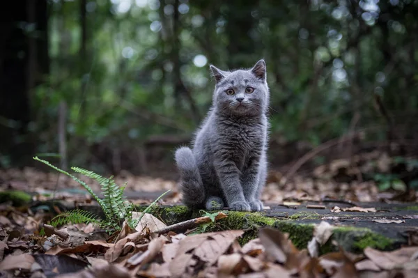 Katten i djungeln — Stockfoto