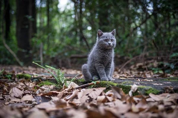 O gato na selva — Fotografia de Stock