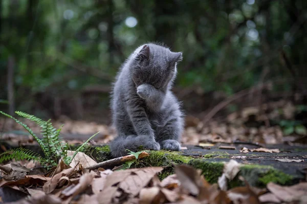 在丛林里的猫 — 图库照片