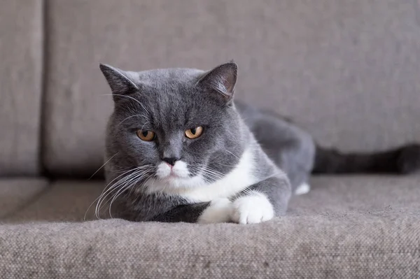 O gato britânico Shorthair, levado dentro de casa — Fotografia de Stock