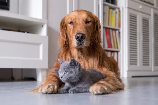 Złoty Pies myśliwski i szary kotek — Zdjęcie stockowe