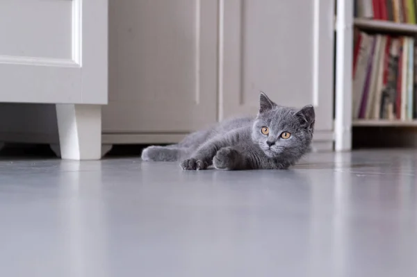 Die britische Kurzhaarkatze, die im Haus aufgenommen wurde — Stockfoto