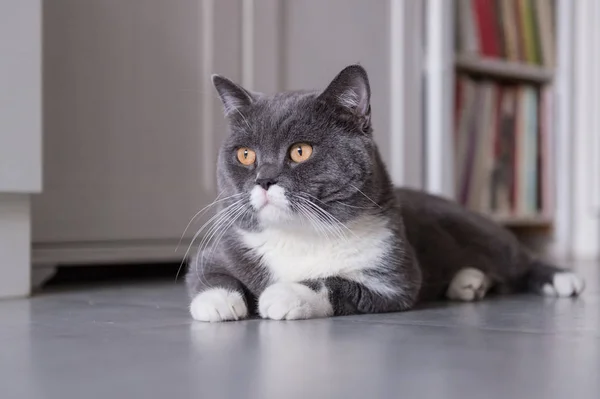 O gato britânico Shorthair, levado dentro de casa — Fotografia de Stock