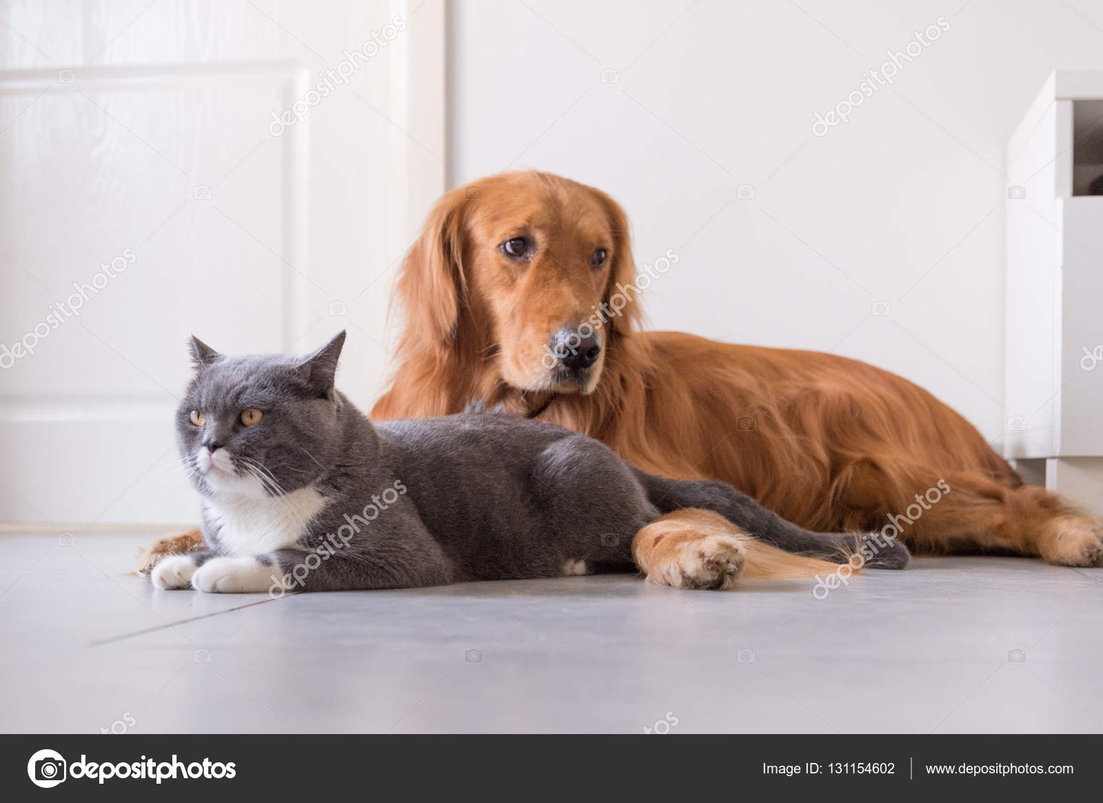 British Shorthair And Golden Retrievers Stock Photo