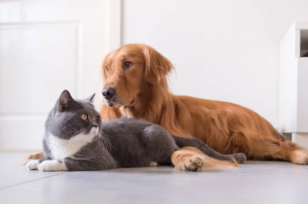 Brittiskt Korthår och golden retriever — Stockfoto