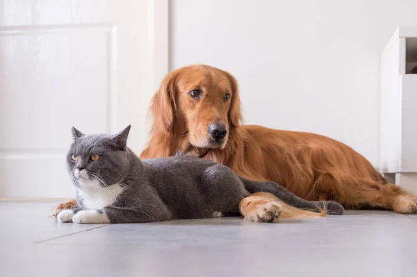 Britanya ile ilgili stenografi ve golden retriever — Stok fotoğraf