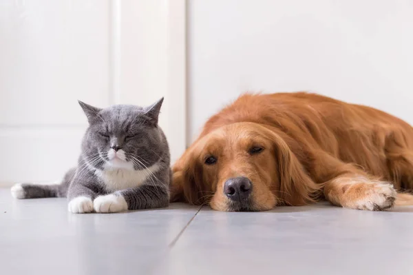 Britanya ile ilgili stenografi ve golden retriever — Stok fotoğraf