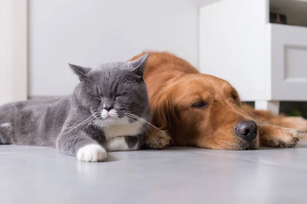 Britânico shorthair e golden retrievers — Fotografia de Stock