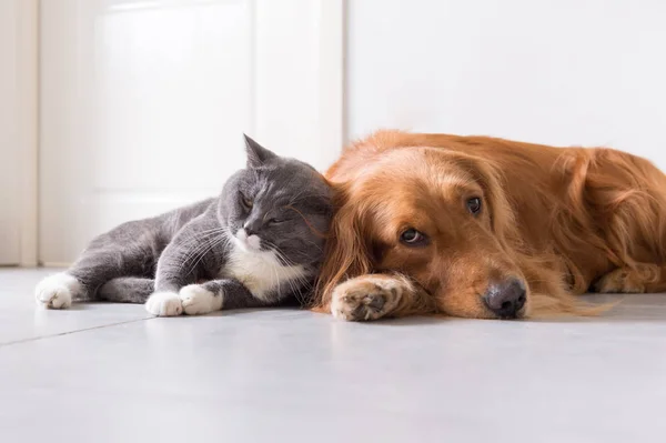 Britânico shorthair e golden retrievers — Fotografia de Stock