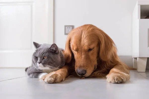 Britânico shorthair e golden retrievers — Fotografia de Stock