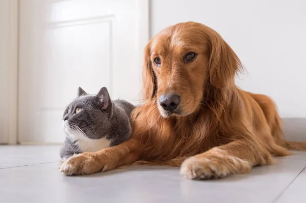 Britânico shorthair e golden retrievers — Fotografia de Stock