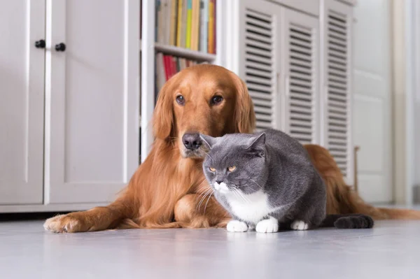 Shorthair britannique et golden retrievers — Photo