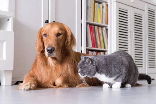 Shorthair britannique et golden retrievers — Photo