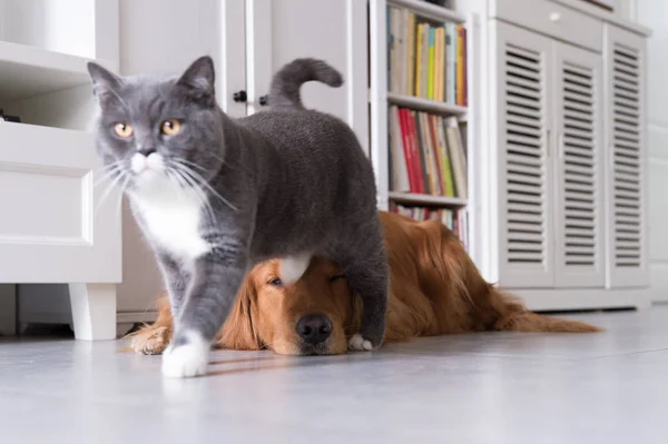 British shorthair and golden retrievers — Stock Photo, Image