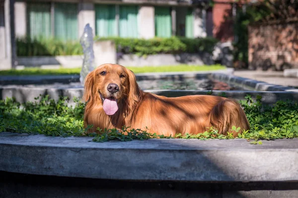 O golden retriever, levado ao ar livre — Fotografia de Stock