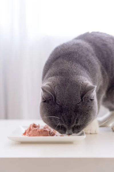 La stenografia grigia sta mangiando — Foto Stock