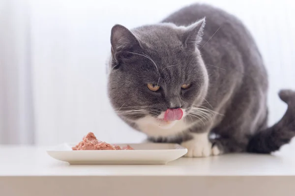 A abreviatura cinzenta está comendo — Fotografia de Stock