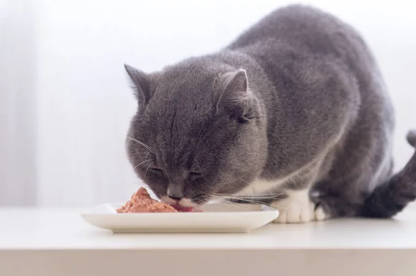 La stenografia grigia sta mangiando — Foto Stock