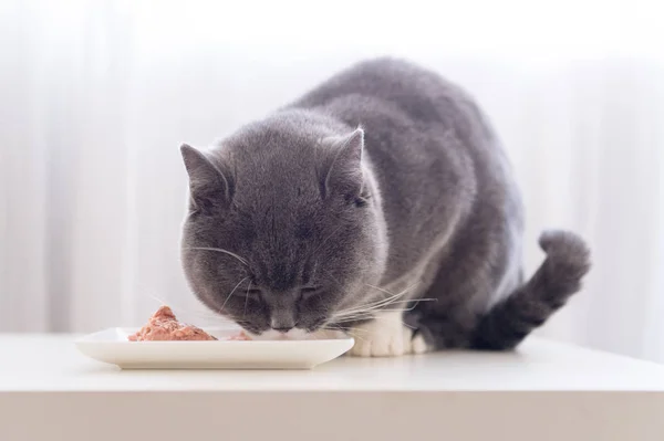 A abreviatura cinzenta está comendo — Fotografia de Stock