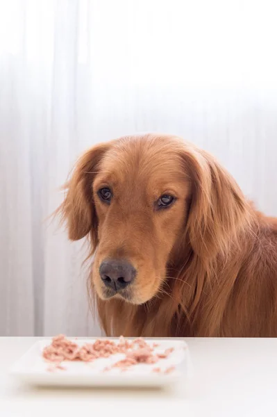 Το golden retriever ήταν το φαγητό — Φωτογραφία Αρχείου