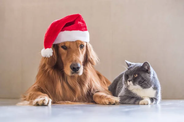 개와 고양이의 크리스마스 모자를 쓰고 — 스톡 사진