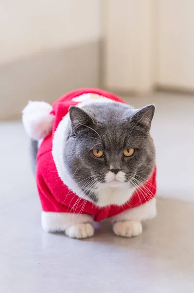 크리스마스의 드레스에 고양이 — 스톡 사진