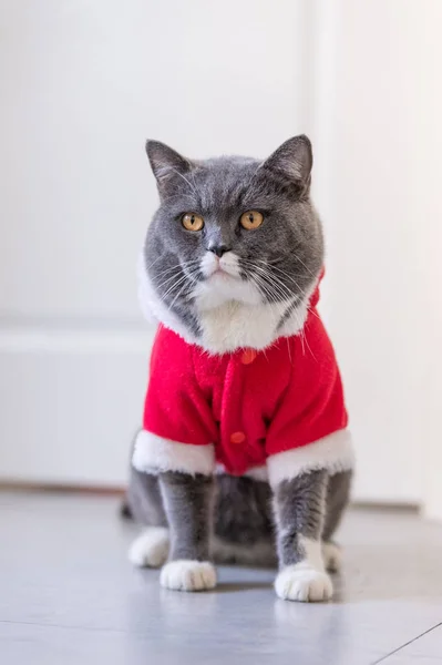 Η γάτα στο φόρεμα των Χριστουγέννων — Φωτογραφία Αρχείου