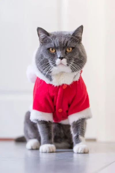 クリスマスのドレスの猫 — ストック写真
