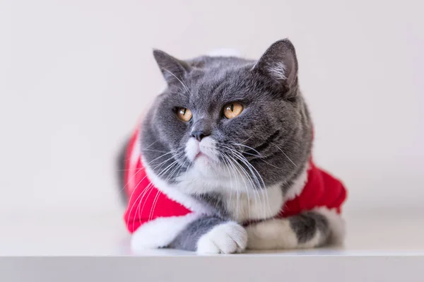 クリスマスのドレスの猫 — ストック写真