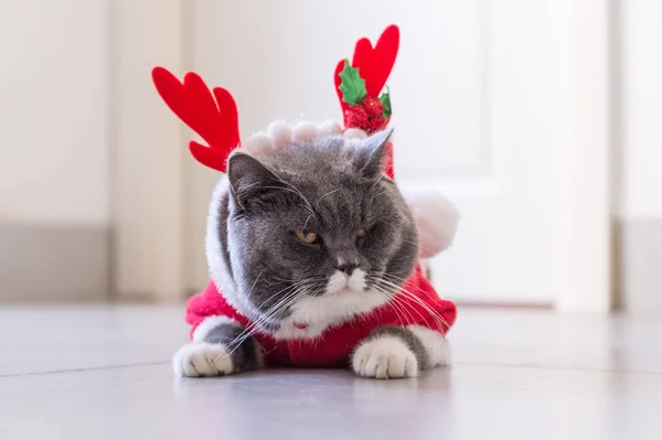 Η γάτα στο φόρεμα των Χριστουγέννων — Φωτογραφία Αρχείου