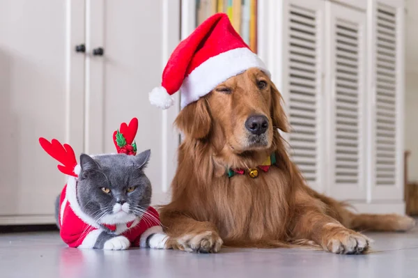 개와 고양이의 크리스마스 모자를 쓰고 — 스톡 사진