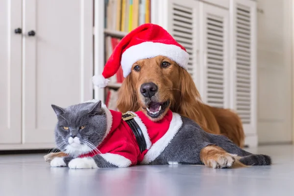 Φοράει ένα καπέλο Χριστουγέννων των σκύλων και γατών — Φωτογραφία Αρχείου