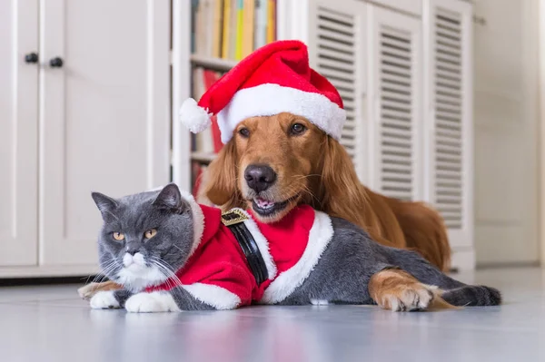犬や猫のクリスマス帽子をかぶっています。 — ストック写真
