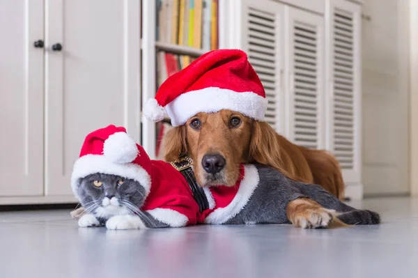 戴着圣诞帽子的猫和狗 — 图库照片