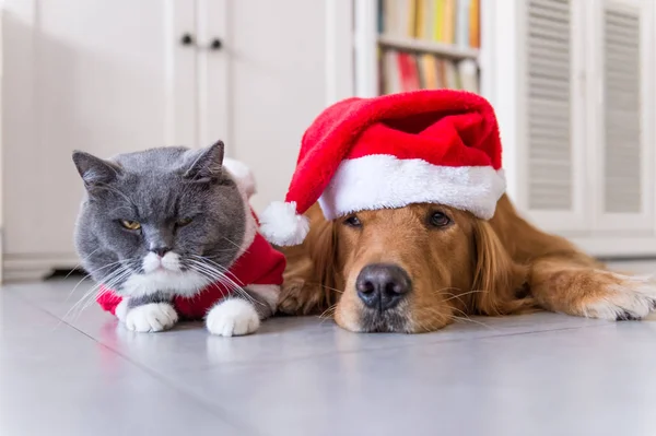 犬や猫のクリスマス帽子をかぶっています。 — ストック写真