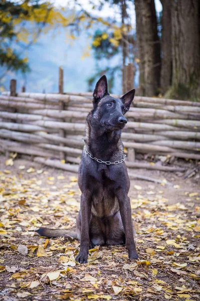 Belgijski malinois, podjęte odkrytym — Zdjęcie stockowe