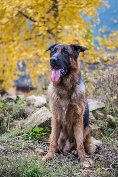 Le berger allemand, pris en plein air — Photo