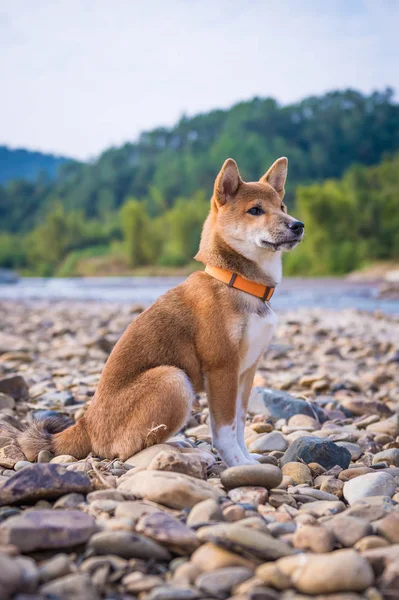 Roztomilý shiba inu — Stock fotografie