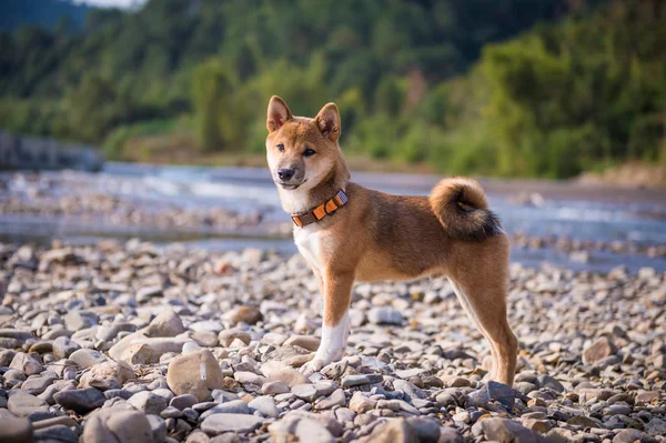 Den söta shiba inu — Stockfoto